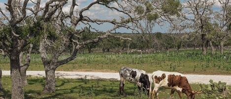 A rural landscape with two cows grazing near a tree and a dirt road.