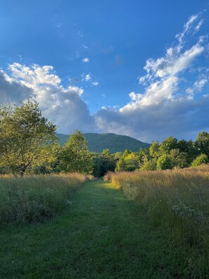 A grassy field with trees and a mountain in the background.