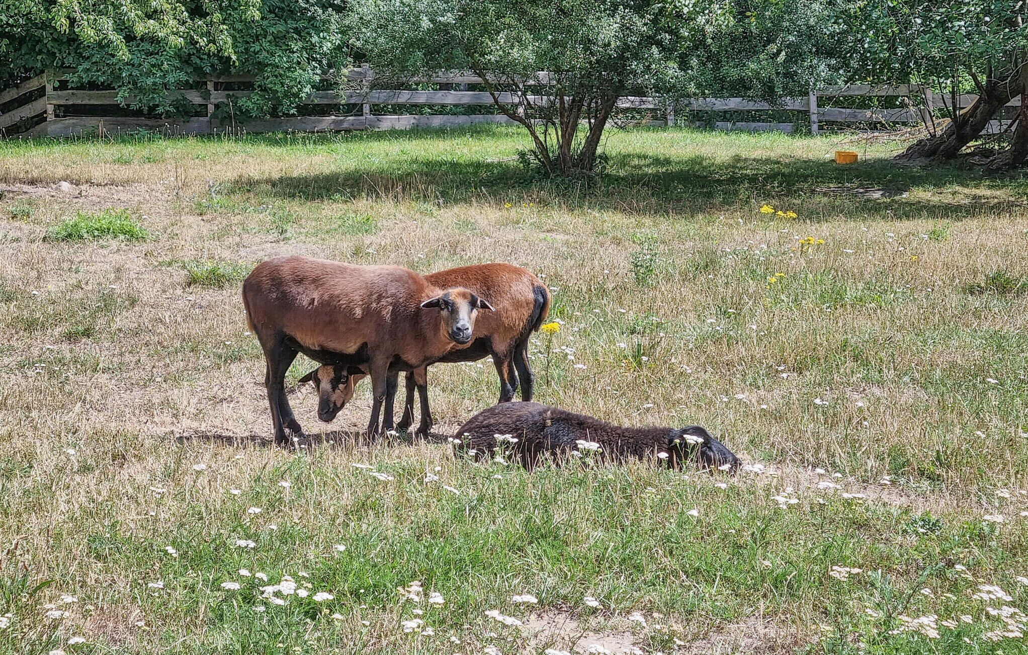 A fenced pasture with two adult cows and a calf grazing.