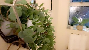 A potted plant with green leaves in a room with a window and a radiator.