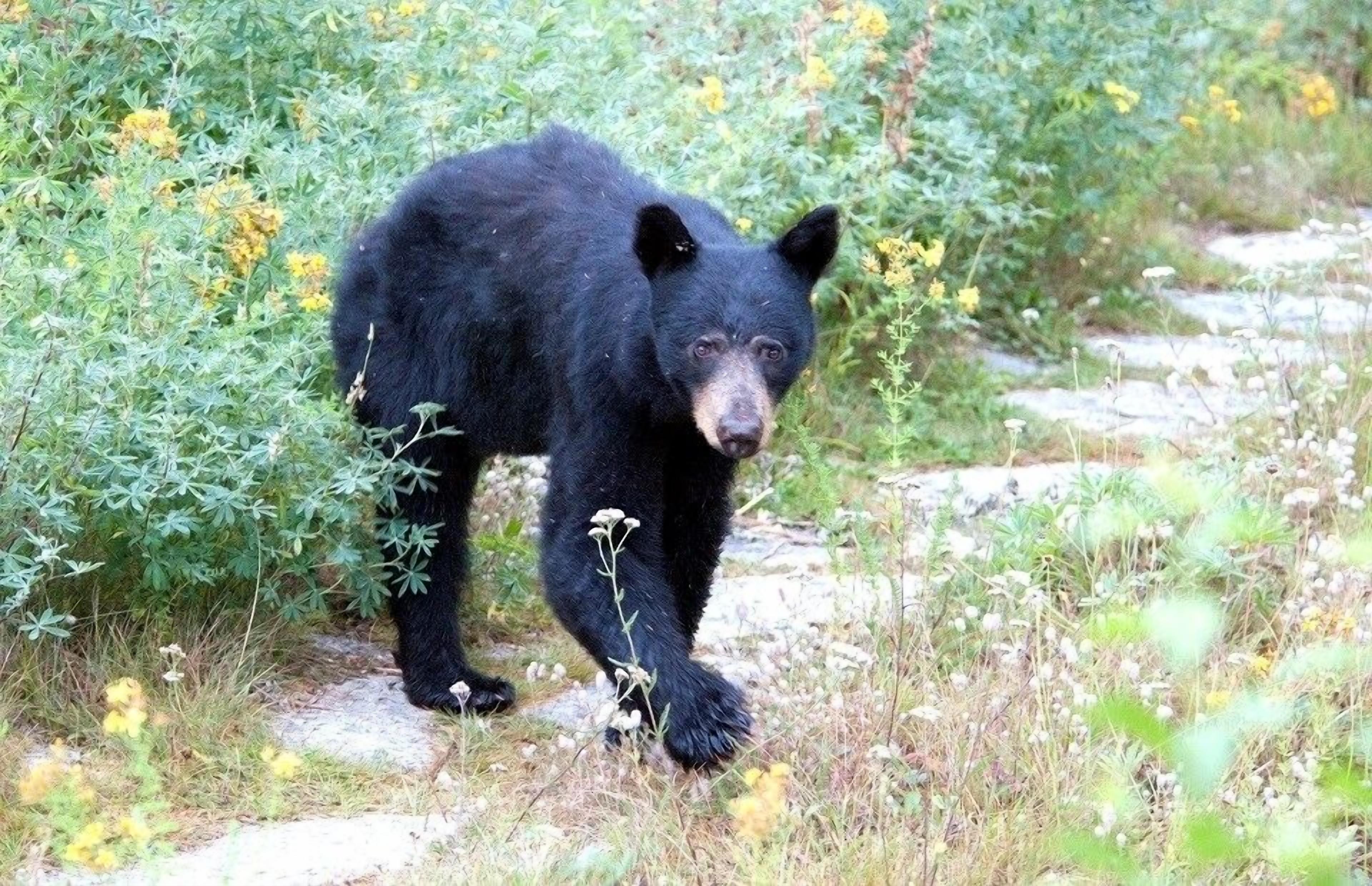 A black bear walking on a path surrounded by greenery and yellow flowers.