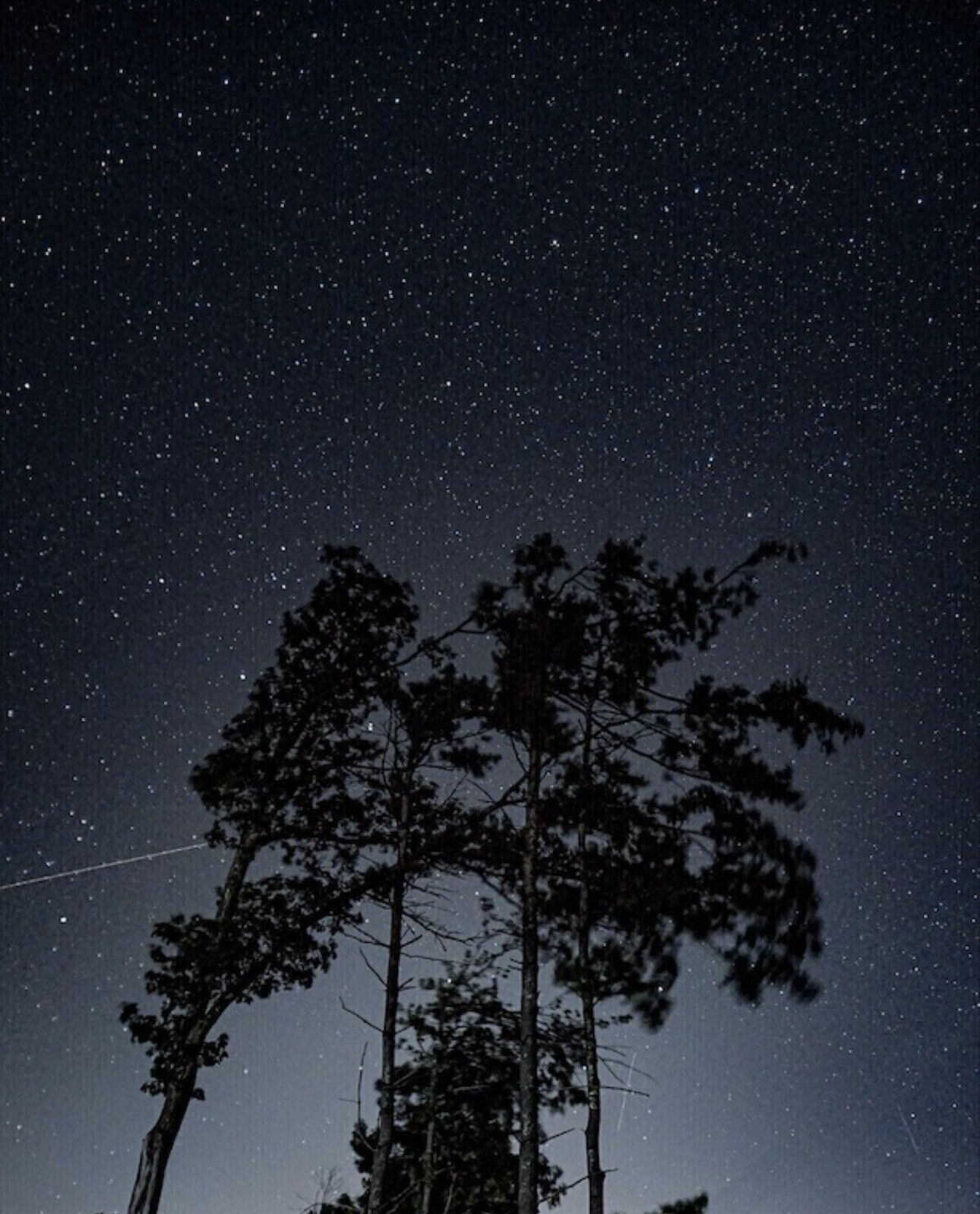 A night sky filled with stars above a forest of tall trees.