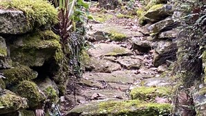 Un estrecho sendero de piedra cubierto de musgo en un área boscosa, con un rústico muro de piedra y un puente de metal.
