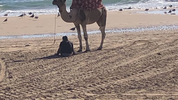 Un chameau portant une couverture à motifs sur une plage de sable près de l’océan.