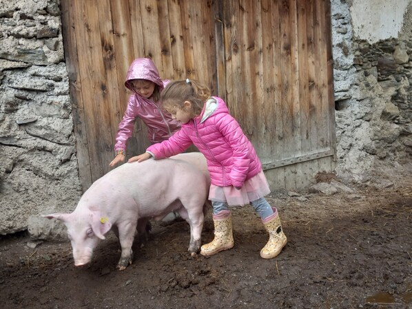 Two children interacting with a pig in a muddy outdoor area with stone walls and a wooden door. - Holiday Apartment "Raffreiderhof Apt Zirbe" with Mountain View, Pool & Wi-Fi (Luson)