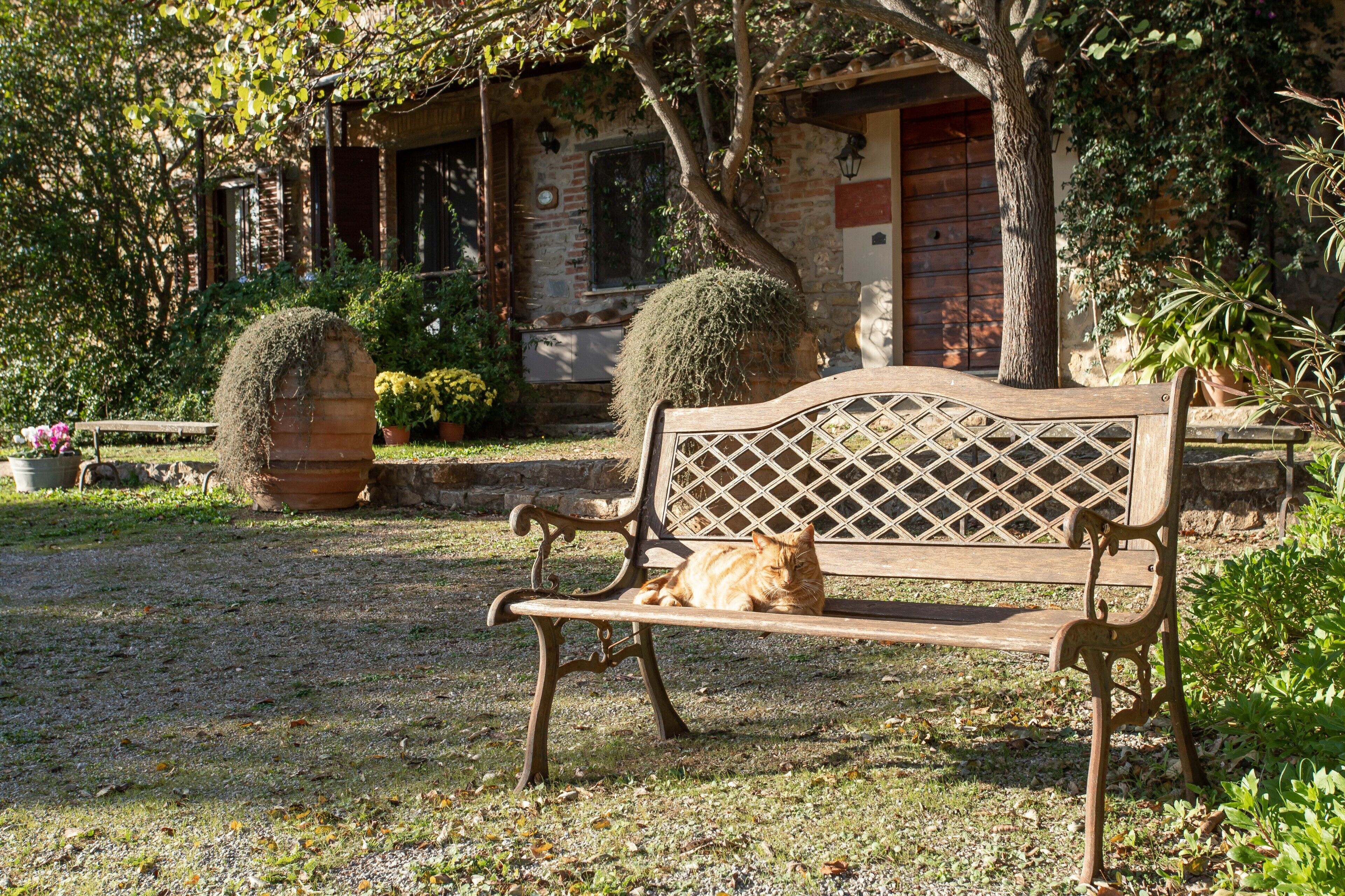 A bench with a cat, surrounded by greenery and a building with a brick facade.