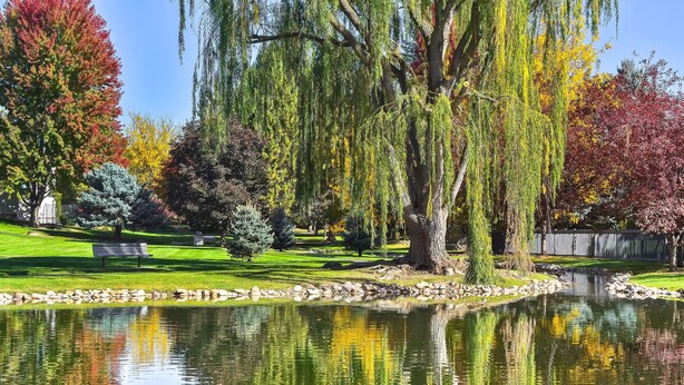 Un parco tranquillo con uno stagno, alberi e una panchina.