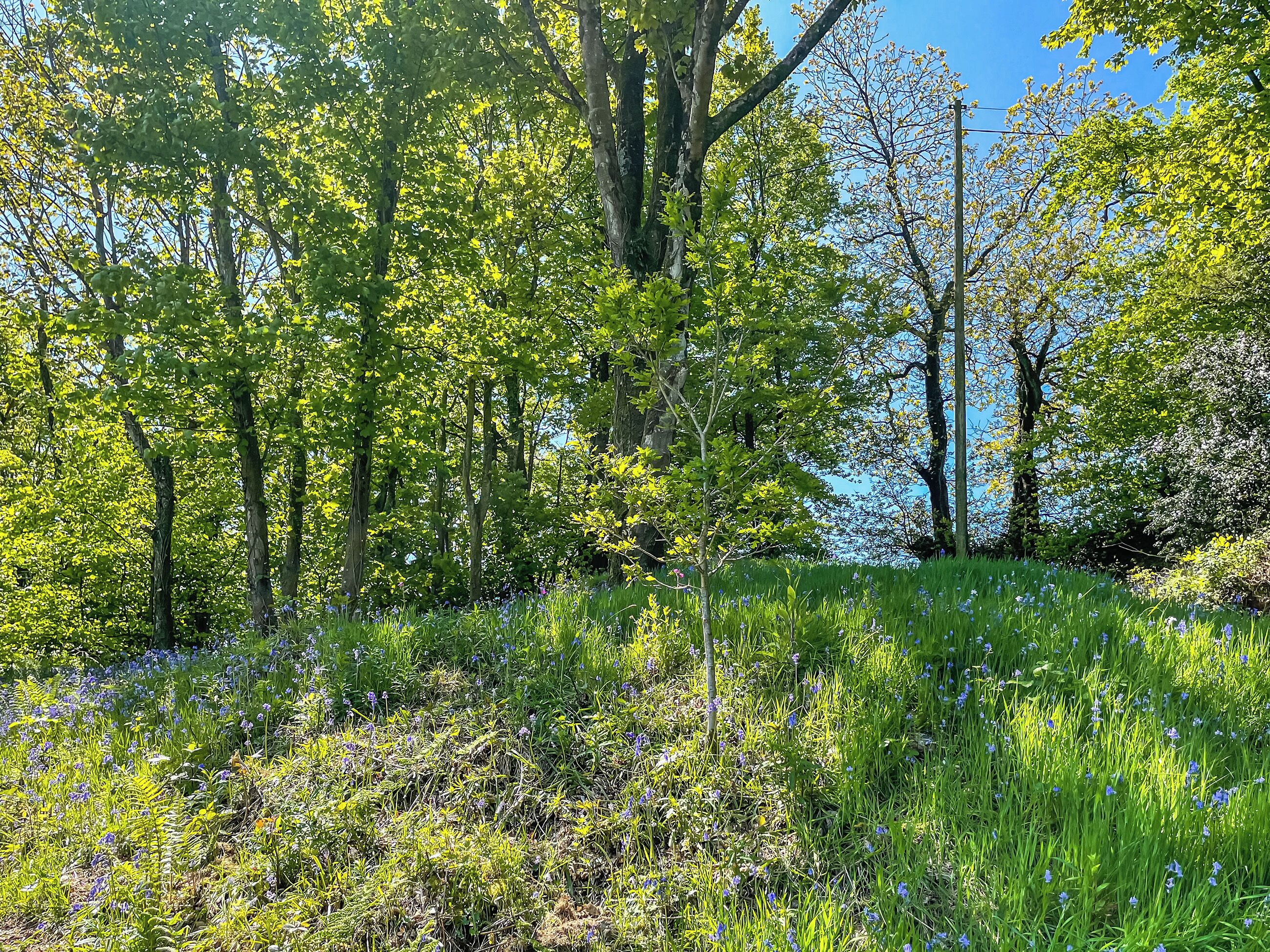 A natural landscape with trees and wildflowers.