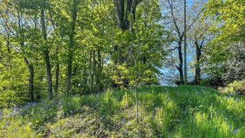 A natural landscape with trees and wildflowers.