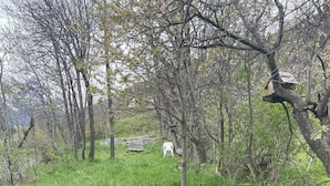 Ein grünes Feld mit Bäumen und einer weißen Struktur in der Ferne.