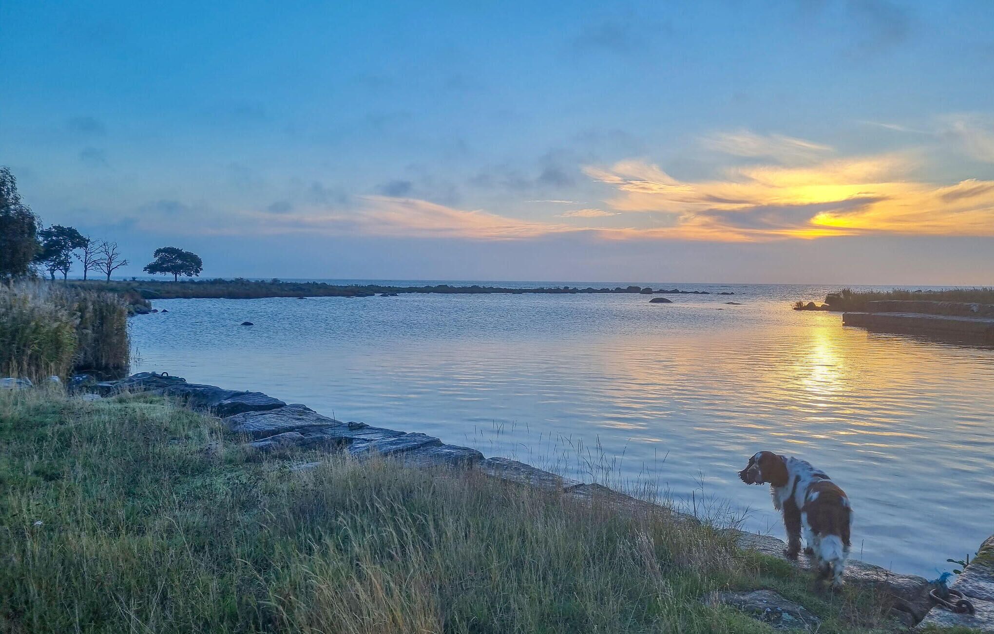 En stilla flod i solnedgången, med en hund på stranden.