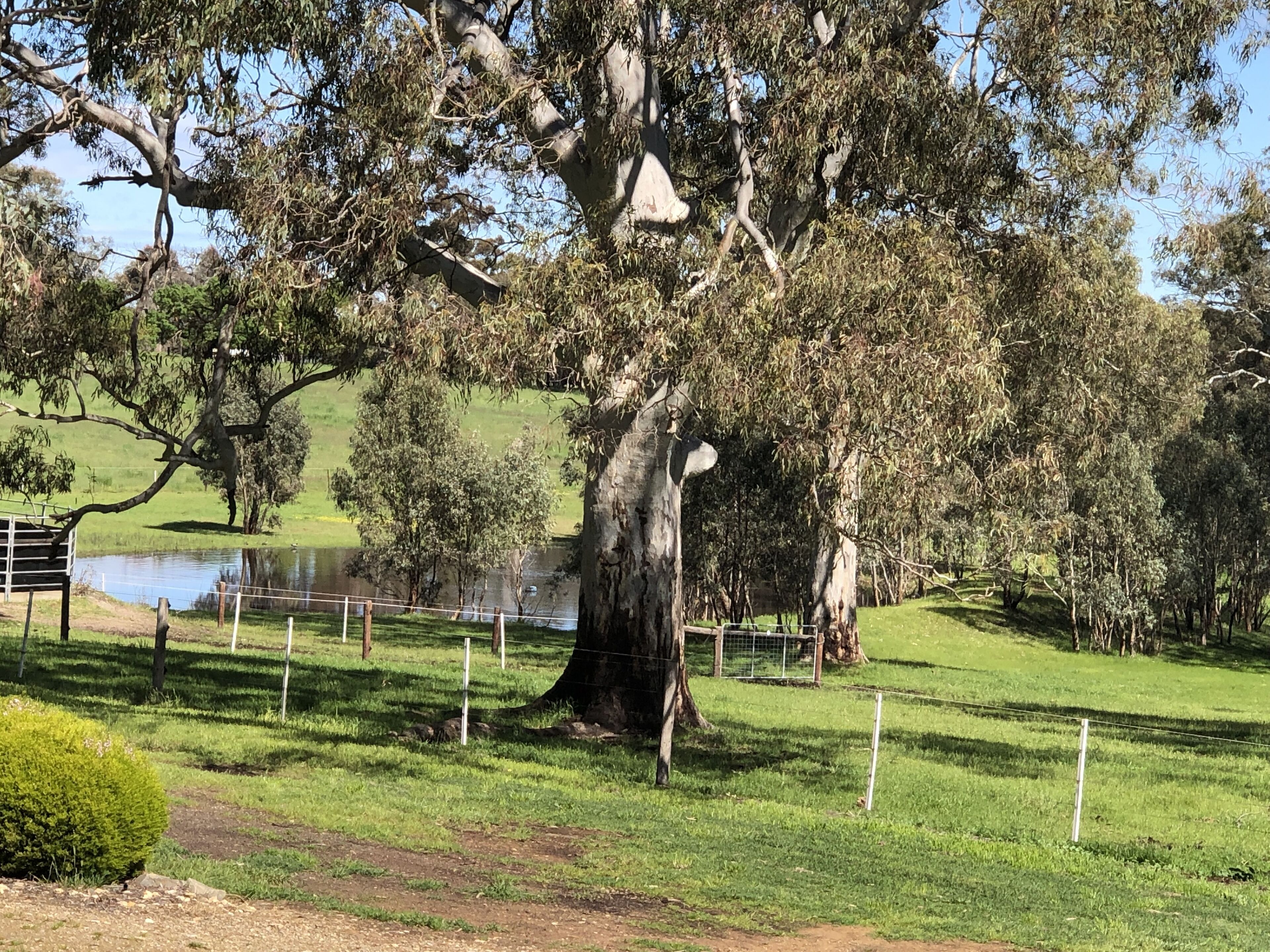 Un grande albero in un’area erbosa, con una recinzione e una piccola distesa d’acqua sullo sfondo.