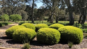 A landscaped garden with neatly trimmed spherical bushes and mature trees.