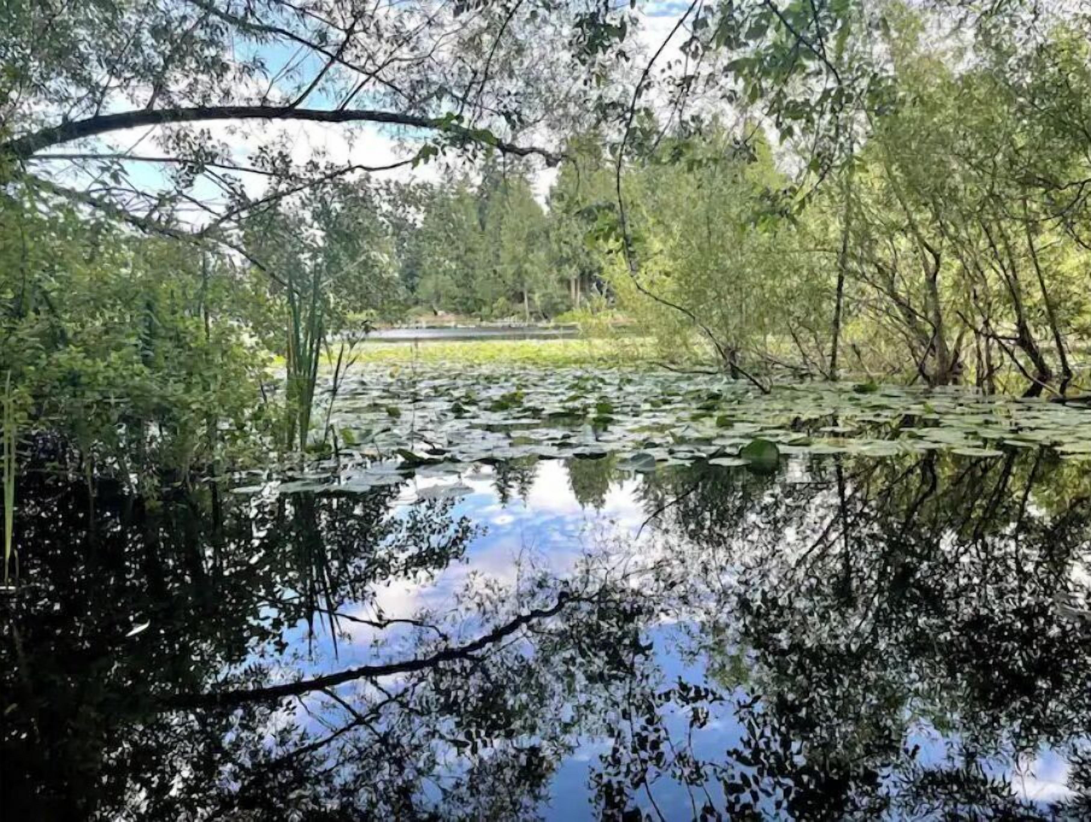 A serene pond surrounded by trees with lily pads on the water.