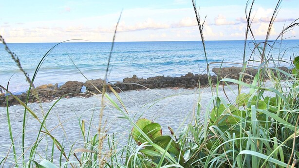 Ein Strand mit klarem, blauem Wasser, felsigem Ufer und dichter, grüner Vegetation im Vordergrund.