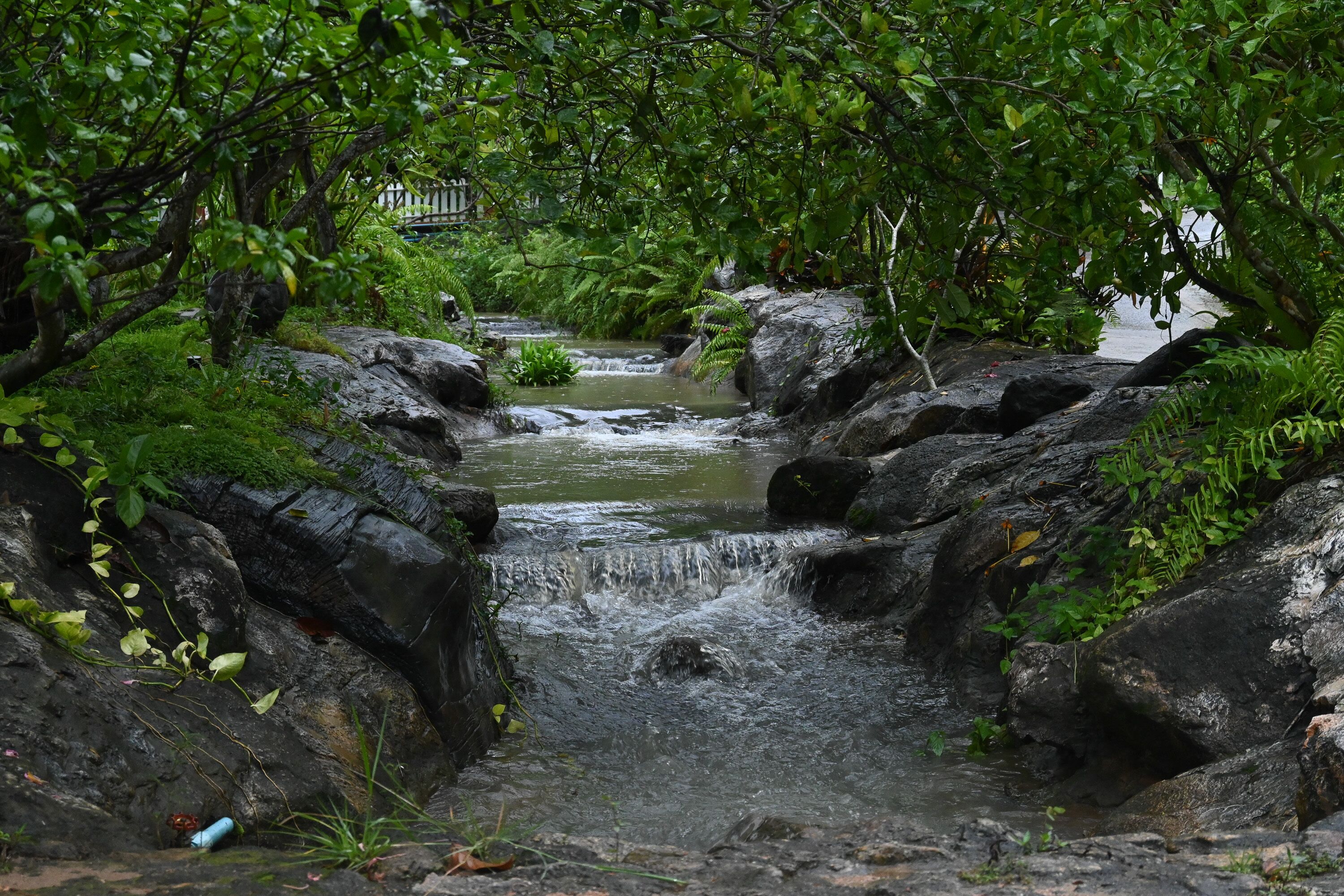 Photo - Cascade Tara