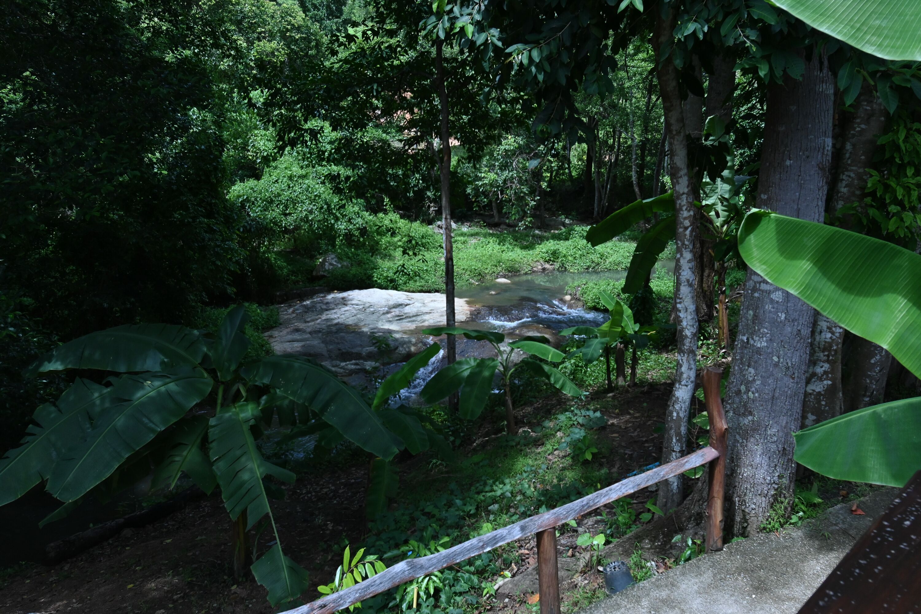 Un espacio natural al aire libre con un arroyo, follaje denso y una barandilla de madera.