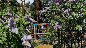 A pathway leading to a building with a sign that reads "Lodge". - Wheelchair Access, Near Ski & Snow Play, Pets OK! (Wrightwood)