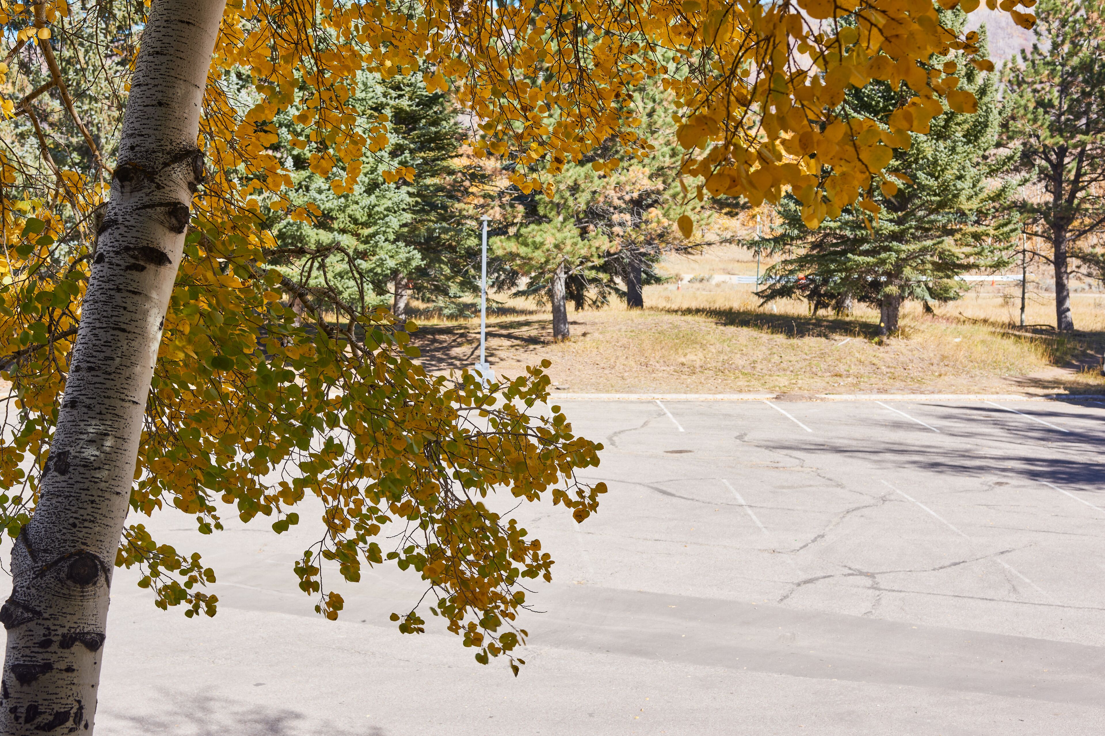 Un parking avec des arbres en arrière-plan.