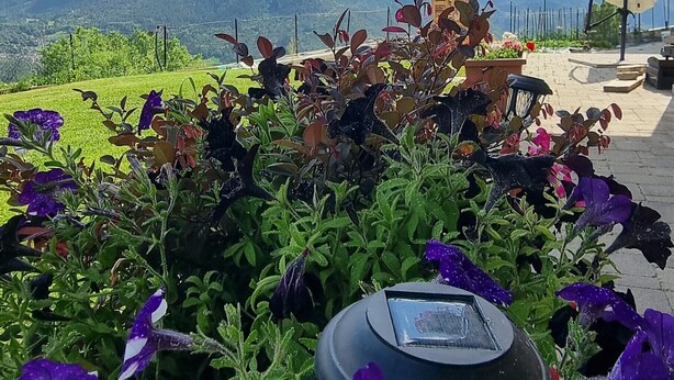 En trädgård med lila och vita blommor, ett svart föremål och en bergskedja i bakgrunden.