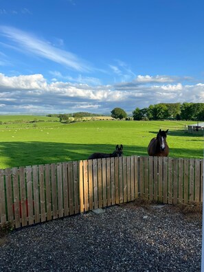Property grounds - Wee Shepherds Hut Maybole (Maybole)