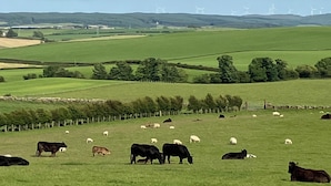 Un paysage rural avec des vaches qui paissent et des éoliennes visibles au loin.