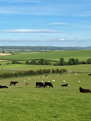 Golf - Wee Shepherds Hut Maybole (Maybole)