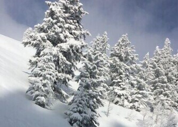 A snowy landscape with snow-covered trees.