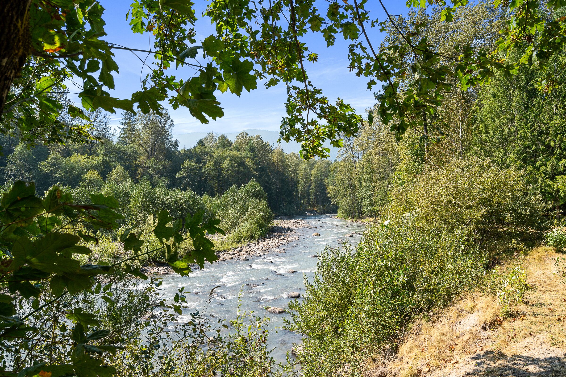 A river flowing through a forested area with dense greenery and trees.