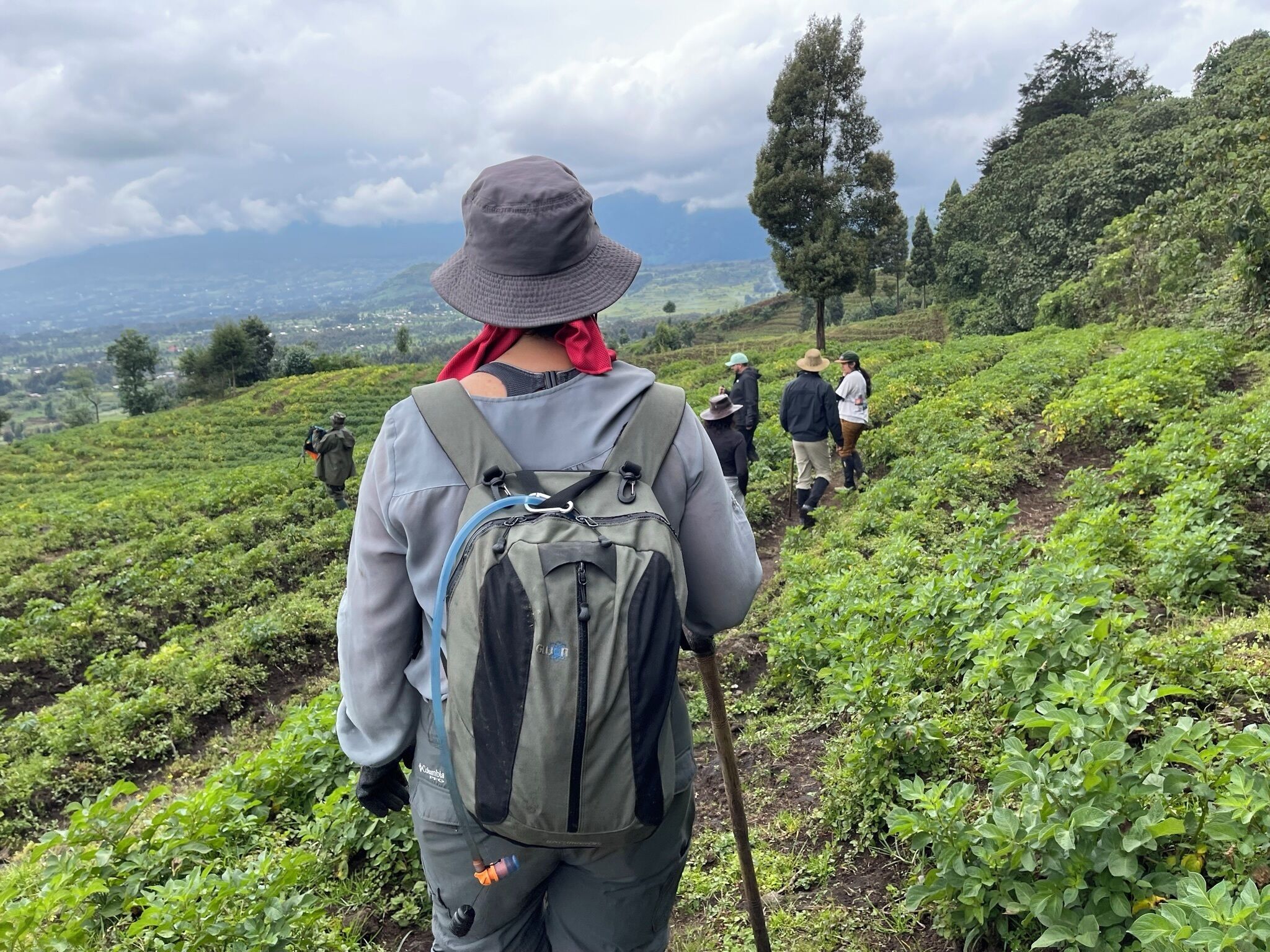 Un excursionista con una mochila caminando por una plantación de té.