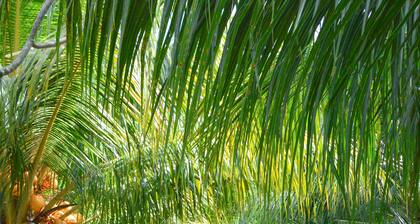 Tarzan Marriott On Penida