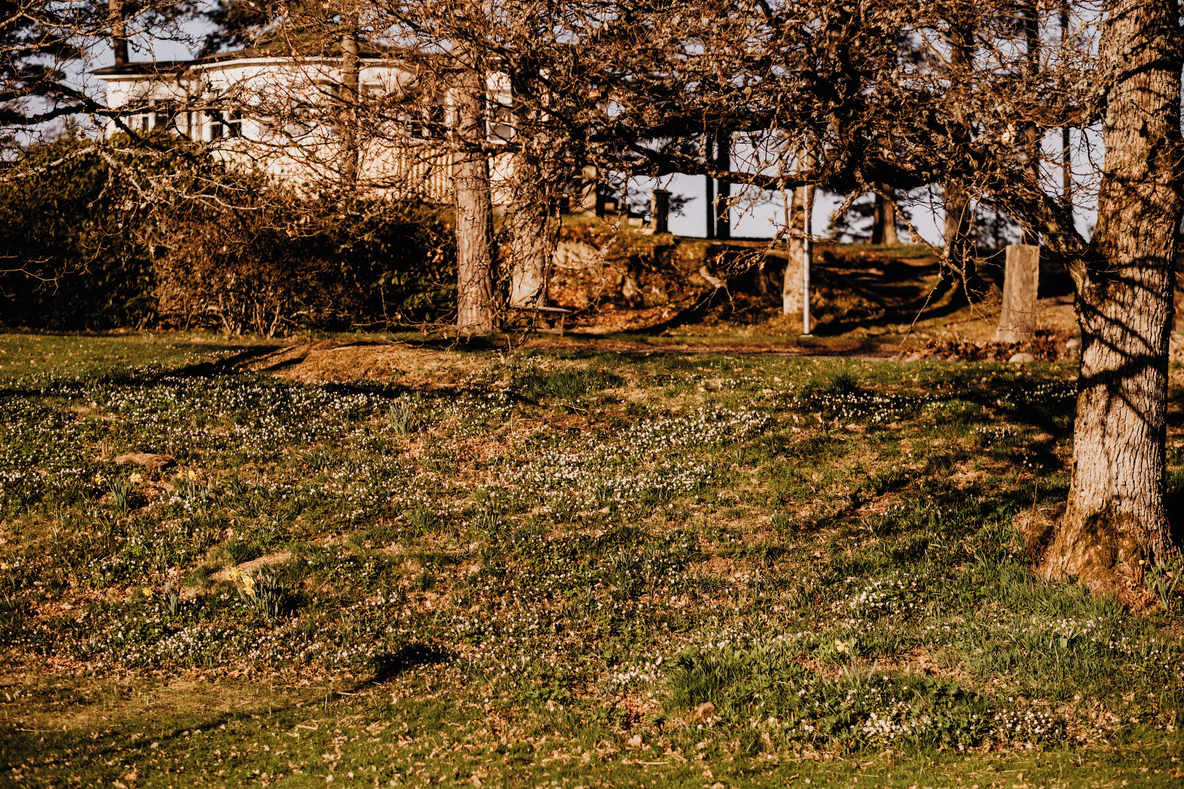 A park with trees, grass, and a white building in the background.