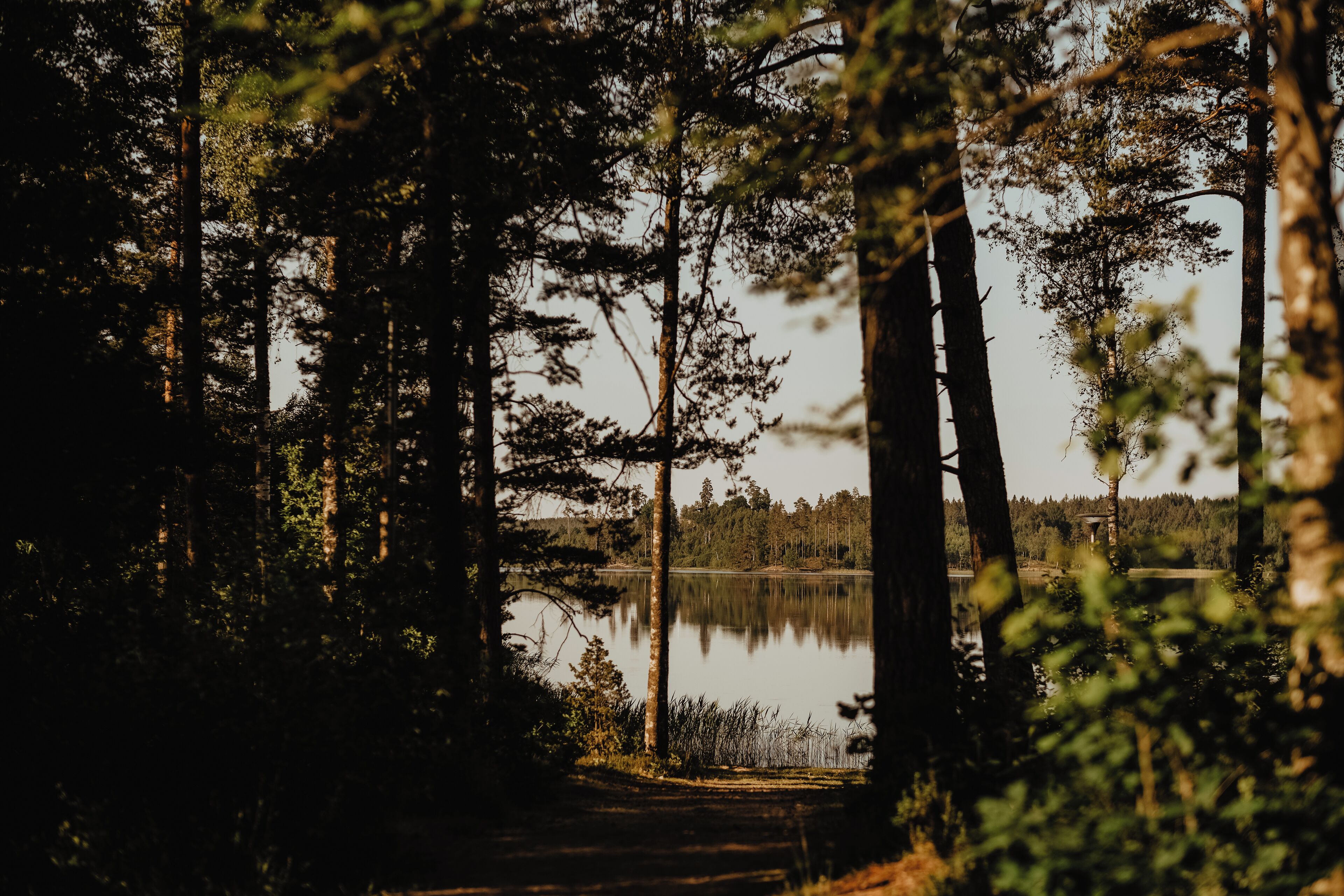 Ein bewaldetes Gebiet mit hohen Bäumen und einem stillen See.