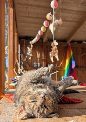 Un gato descansando sobre una superficie de madera, con techo de madera y una bandera arcoíris al fondo.