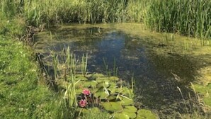 A house with a pond surrounded by tall grass and a clear blue sky. - The Dog house, a country retreat. (Bodorgan)