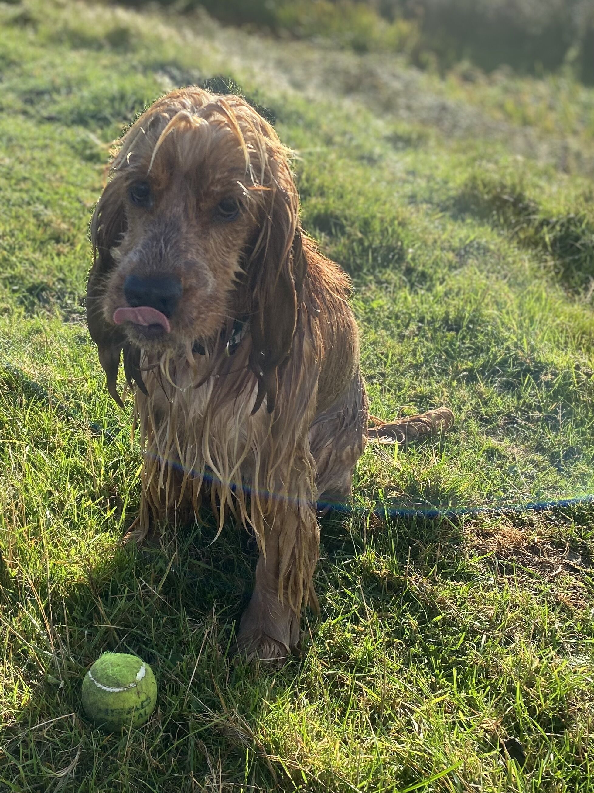 Un chien assis sur l’herbe, avec une balle de tennis à proximité.