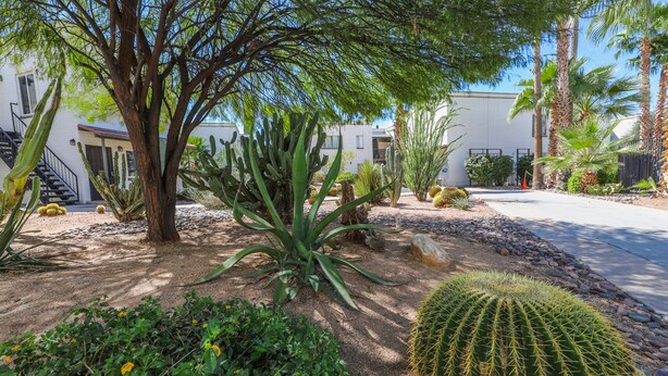Ein Wüsten-Garten mit Kakteen, einem großen Baum und einem Gebäude mit heller Fassade und Balkonen.