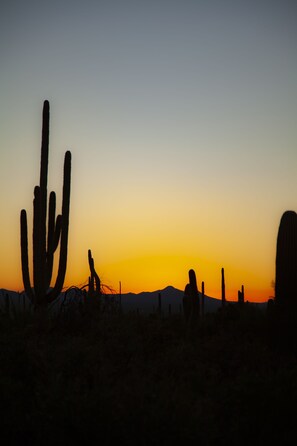 Wüstenlandschaft mit Kakteen, die vor einem Sonnenuntergangshimmel in Silhouette stehen.