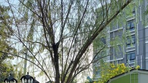 A courtyard with a large tree, a green building, and various statues.