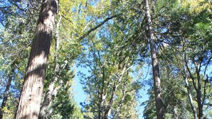 Una cabaña con balcón, rodeada de altos árboles y troncos de madera.