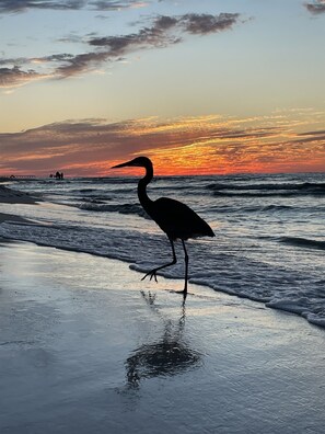 A bird standing on the wet sand near the water's edge during sunset.