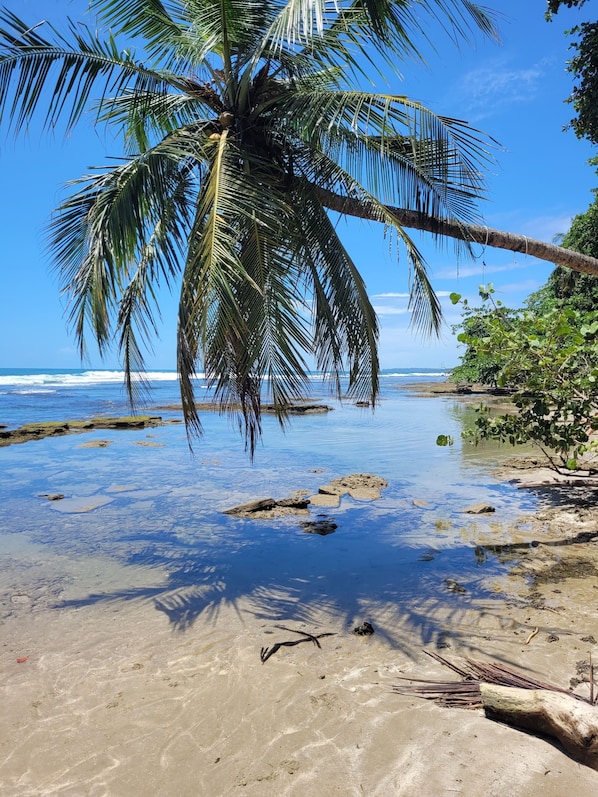A beach with clear water, a palm tree, and rocky outcrops.