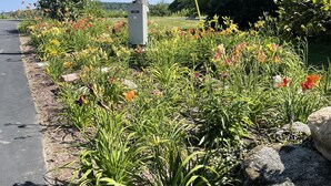 Un petit jardin au bord de la route, agrémenté de plantes en fleurs et d’un poteau électrique.