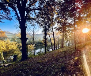 Eine bewaldete Landschaft mit einem Fluss und Licht, das durch die Bäume scheint.
