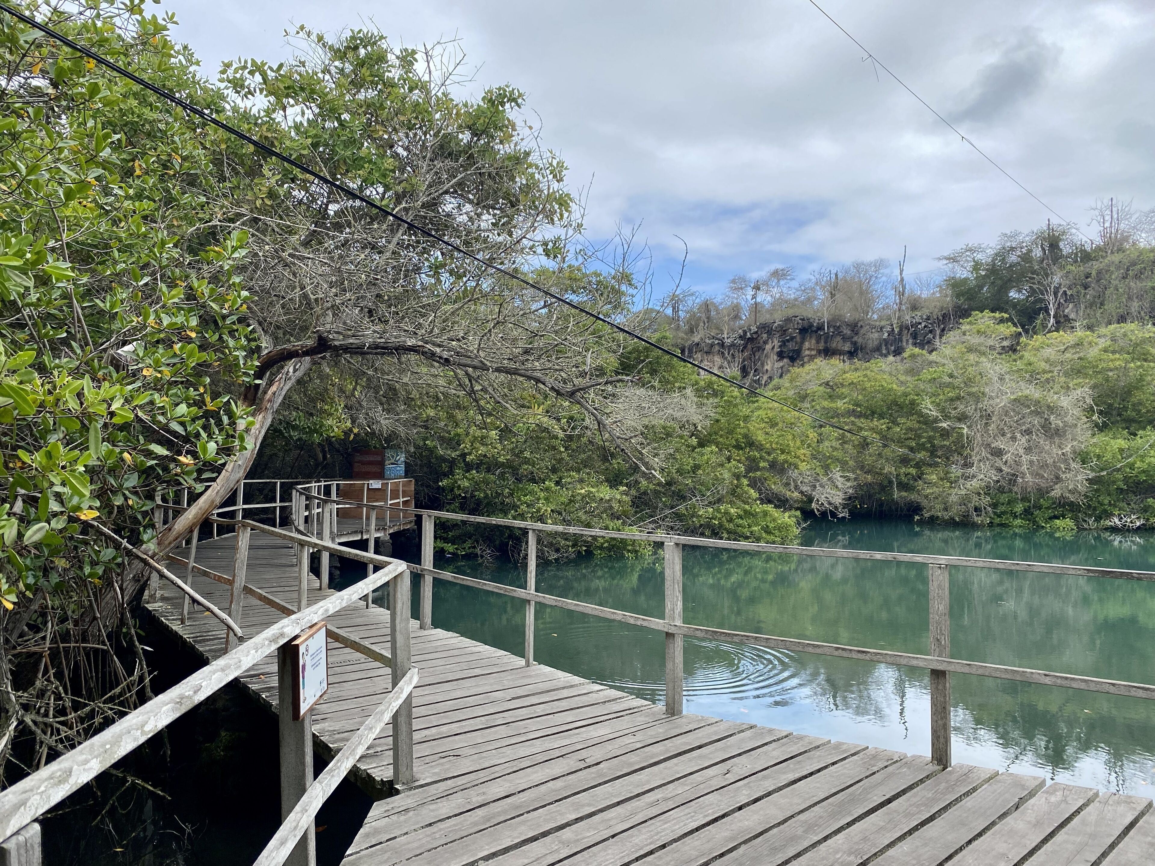 Un muelle de madera que se extiende sobre aguas tranquilas, rodeado de vegetación densa y árboles.
