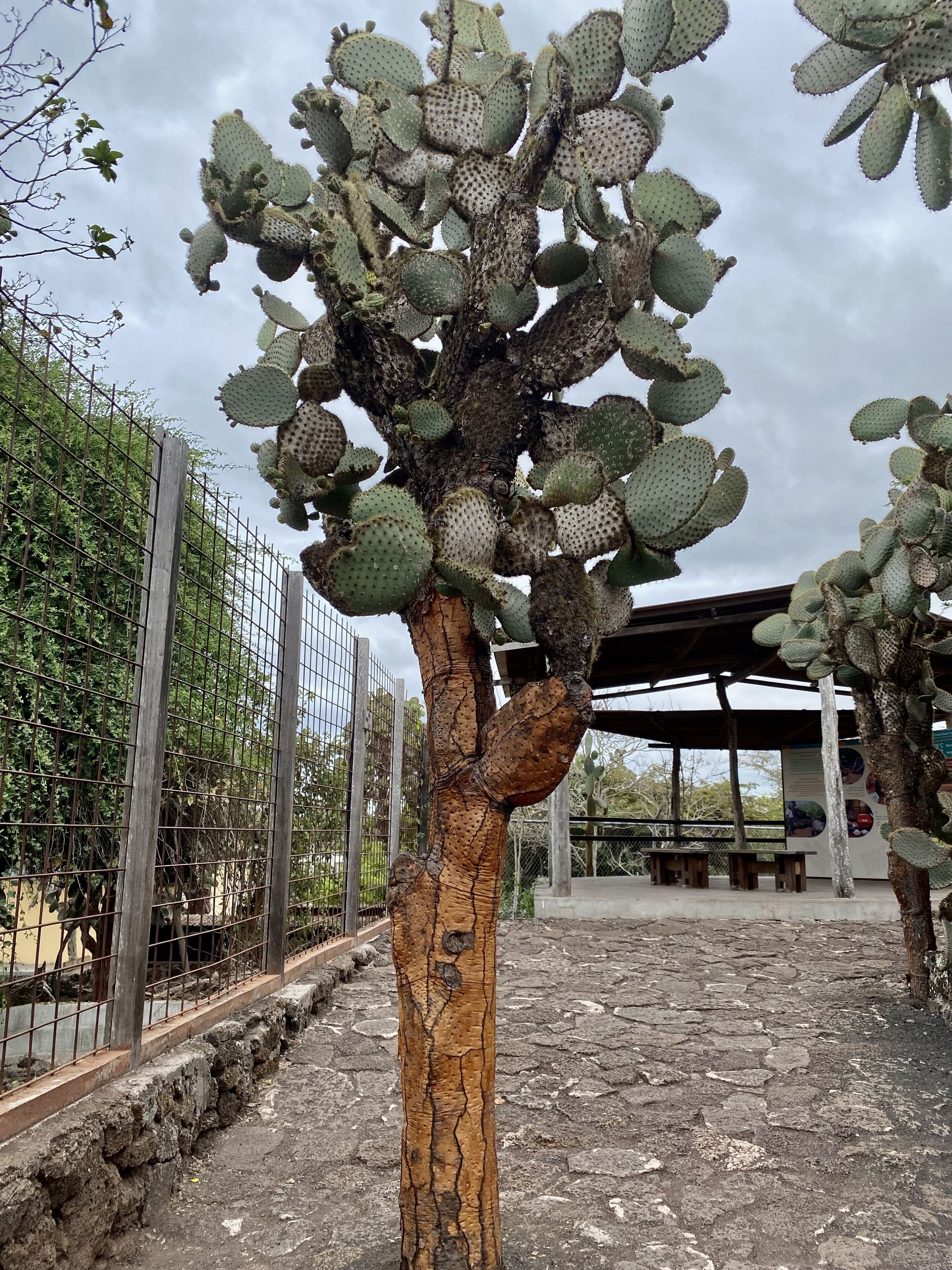 Un cactus arborescent, avec de nombreuses ramifications, et un sentier pavé de pierres.