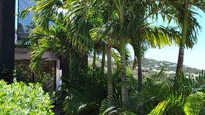 Un sendero atraviesa un jardín tropical con palmeras y abundante follaje.