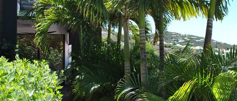 A pathway leading through a tropical garden with palm trees and dense foliage.