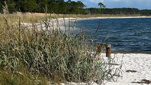 Une plage avec du sable, de l’eau et de la végétation.
