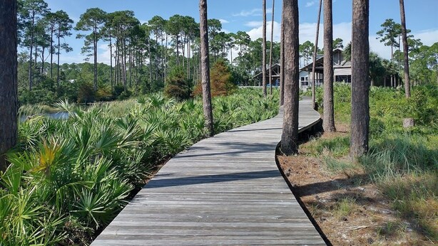 Une promenade en bois traverse une zone boisée, avec de grands arbres et un plan d’eau en arrière-plan.